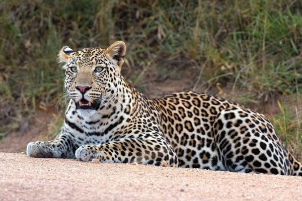 kenya Safari Destinations