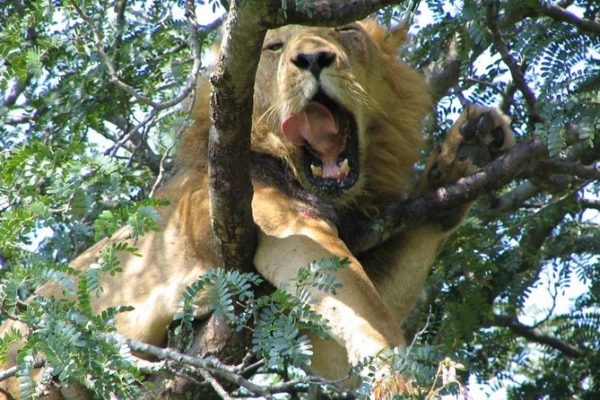 Queen Elizabeth National Park