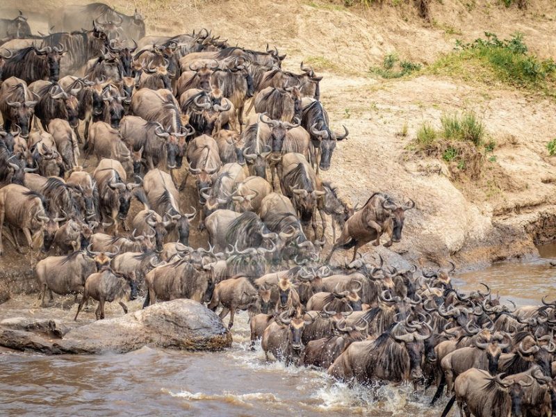 Wildebeests Migration Kenya Safaris
