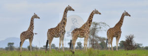 Star Wilderness Safaris, Uganda Safaris, Kenya Wildlife Safaris