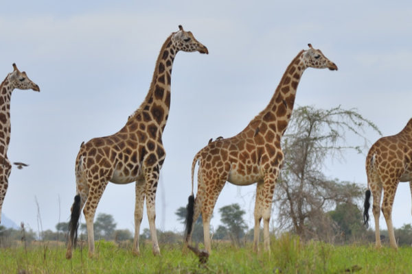 Star Wilderness Safaris, Uganda Safaris, Kenya Wildlife Safaris