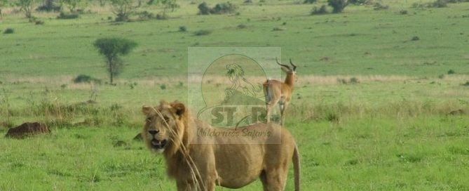 Africa Wilderness Safaris