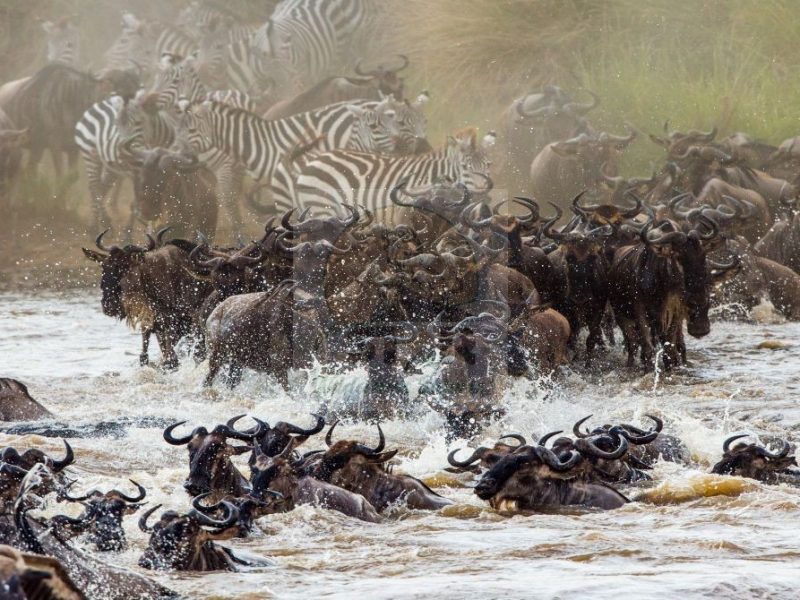 Tanzania Safaris