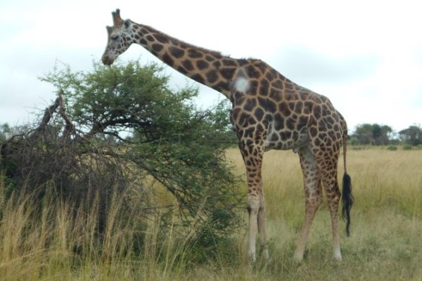 Where to Spot Giraffes in Uganda