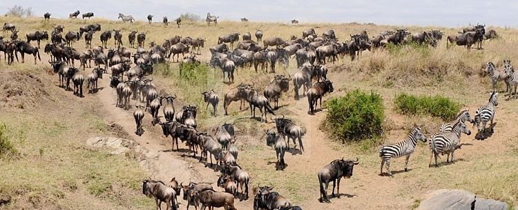 4 Days Maasai Mara Kenya Wildlife Safari