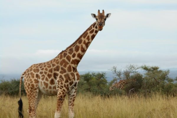 3 Days Rwanda Bird Watching Safari