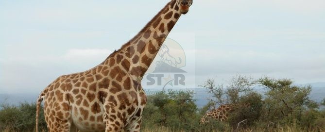 3 Days Rwanda Bird Watching Safari
