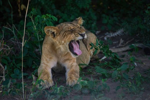 Queen Elizabeth National Park