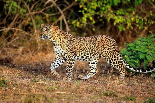 6 Days Kenya Wildlife Safari