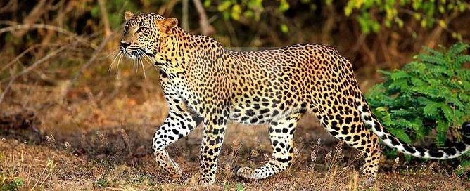 6 Days Kenya Wildlife Safari