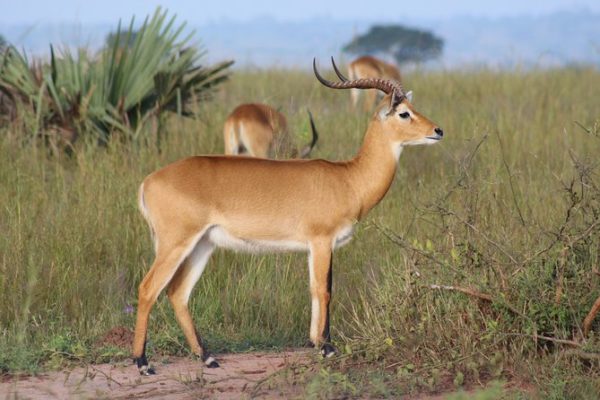 Gishwati-Mukura National Park