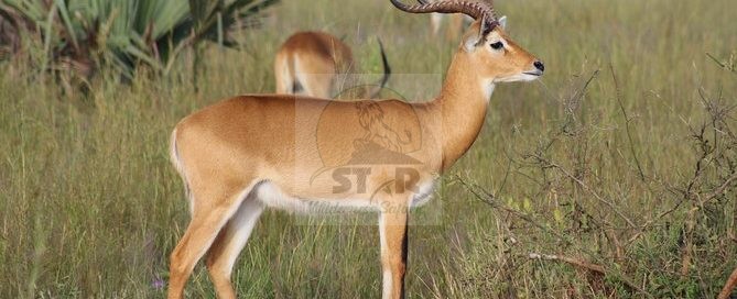 Gishwati-Mukura National Park