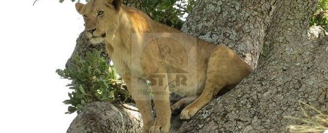 Queen Elizabeth National Park