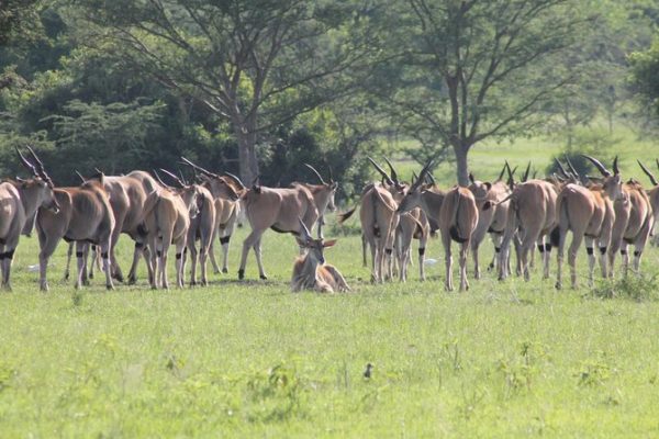 Tanzania Safari Destinations