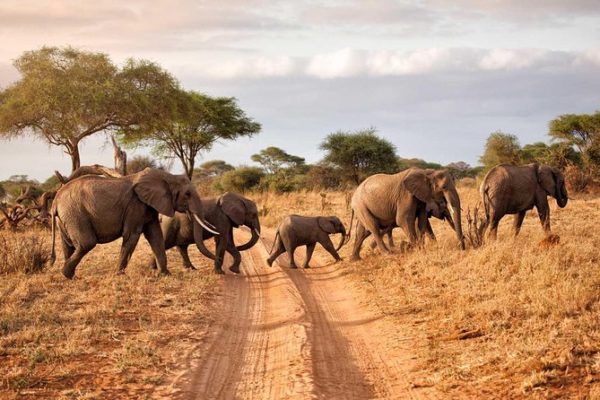 Zambia Wildlife Safaris
