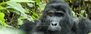 12 Days Uganda Wildlife Safari