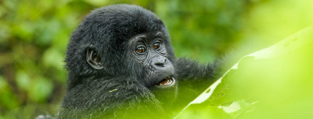 Is Gorilla Trekking Safe in Uganda and Rwanda?