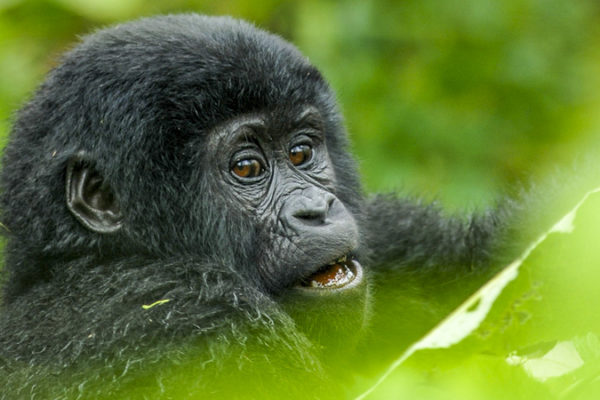 Rwanda Gorilla Safaris
