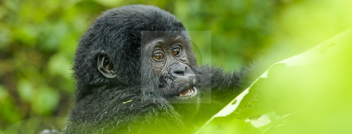 Is Gorilla Trekking Safe in Uganda and Rwanda?