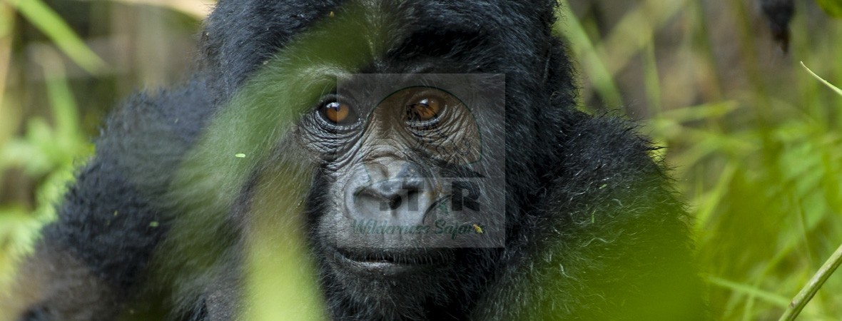 Africa Wilderness Safaris