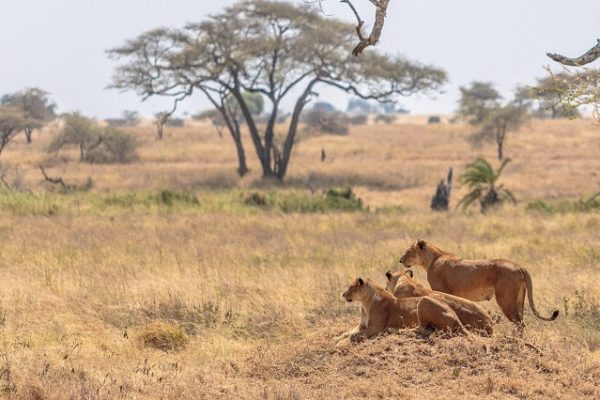 tanzania safaris