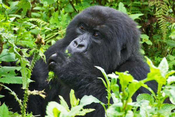 Uganda Gorilla Safaris