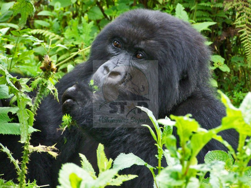 Uganda Gorilla Safaris