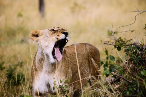 Meru National Park