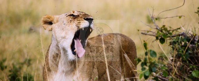 Meru National Park