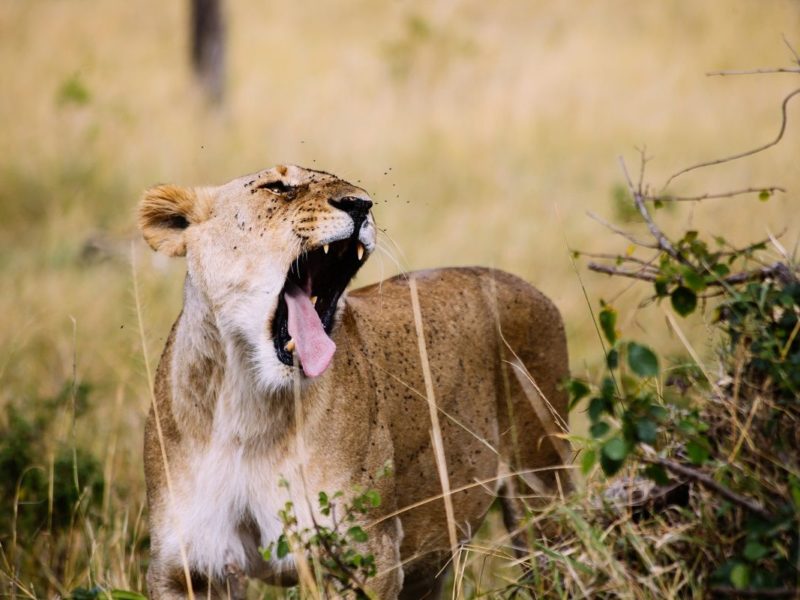 Meru National Park