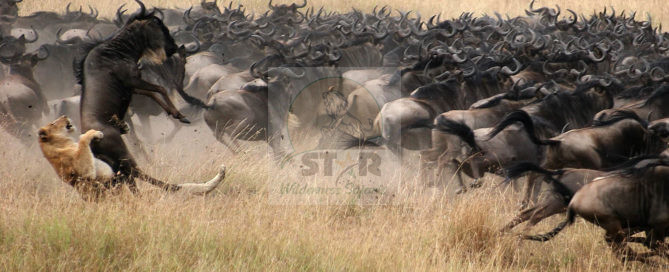 3 Days Maasai Mara Kenya Safari