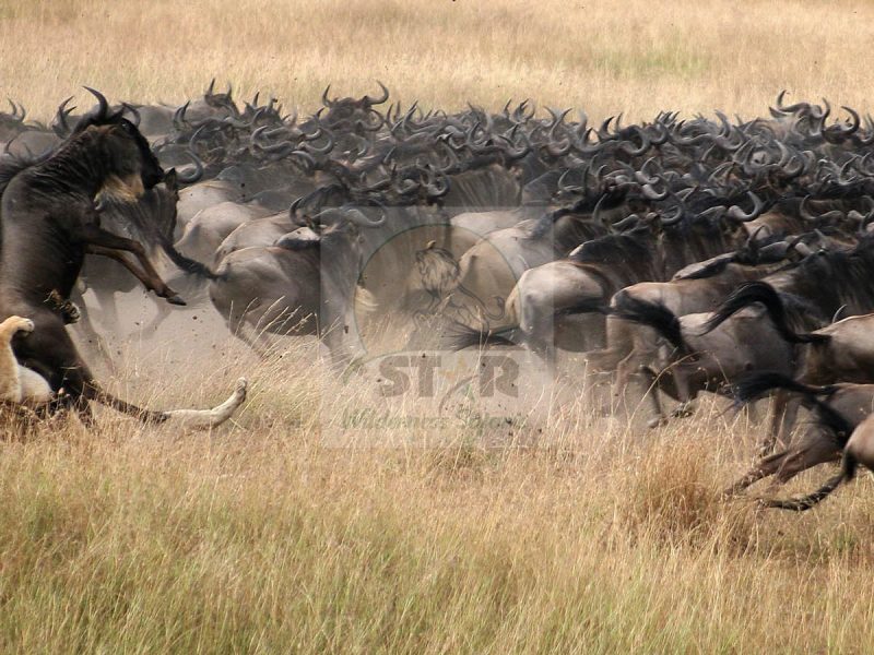 3 Days Maasai Mara Kenya Safari