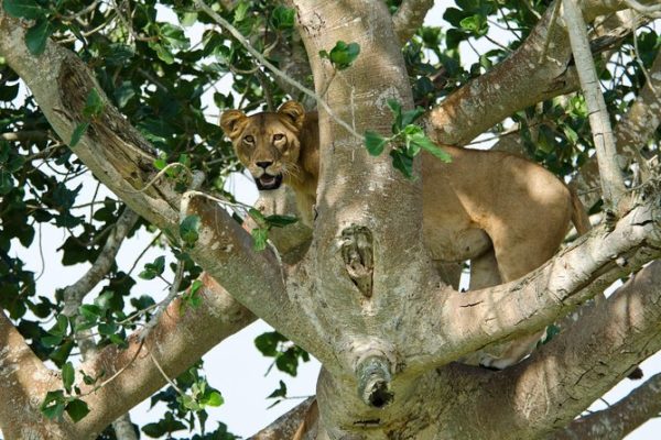 Queen Elizabeth National Park
