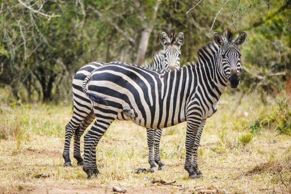 Selous Game Reserve