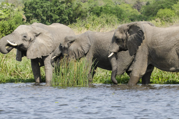 Queen Elizabeth National Park