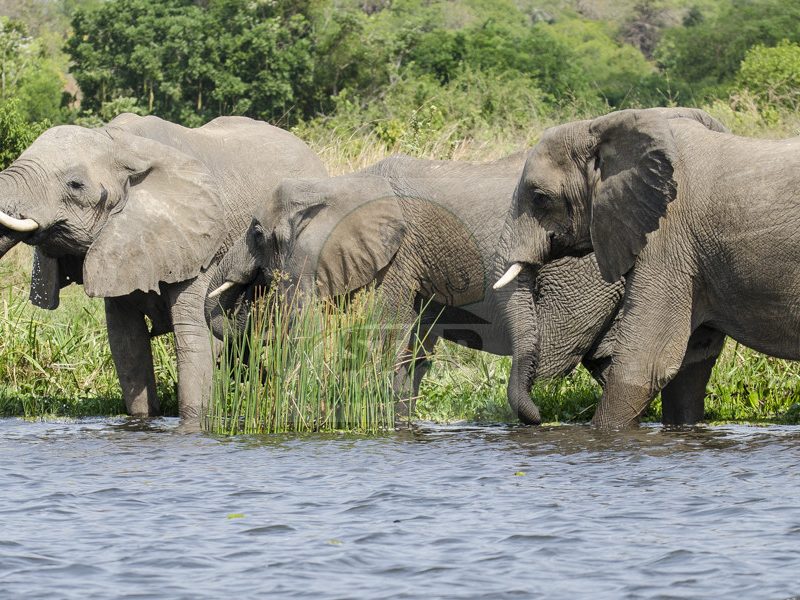 Queen Elizabeth National Park