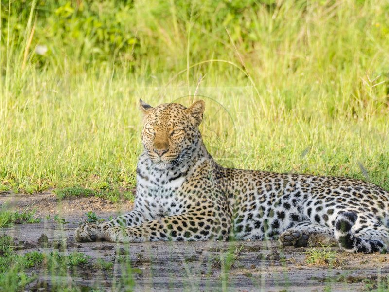 Star Wilderness Safaris