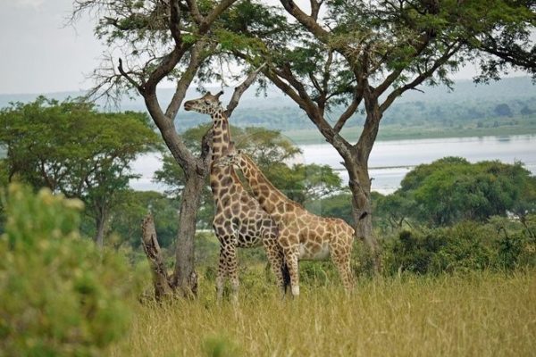Murchison Falls National Park