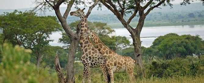 Murchison Falls National Park