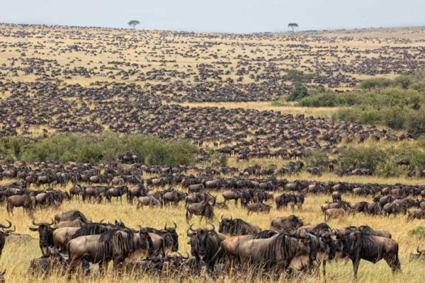 Maasai Mara National Reserve