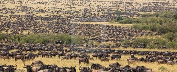Maasai Mara National Reserve