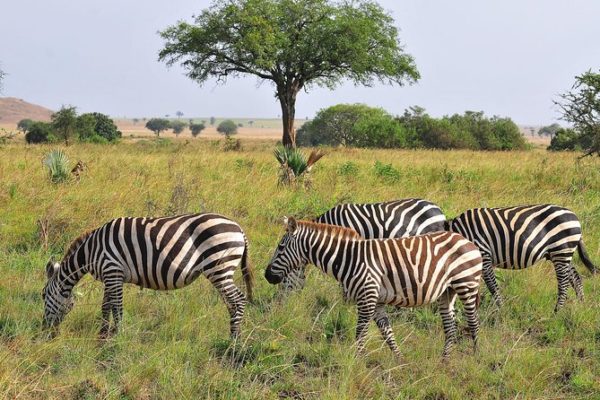 Lake Mburo National Park