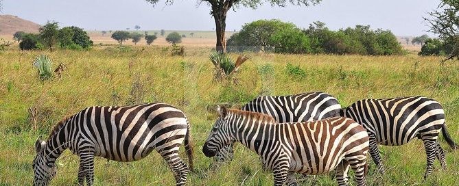 Lake Mburo National Park