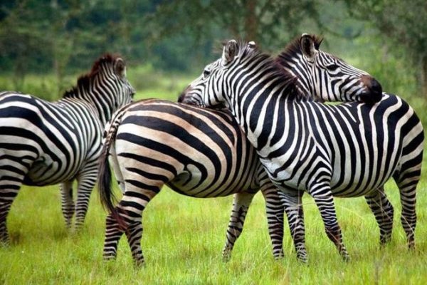 Queen Elizabeth National Park