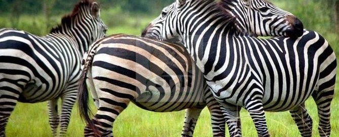 Queen Elizabeth National Park
