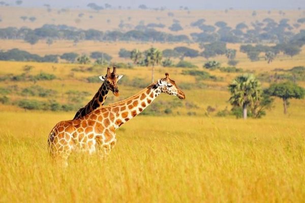 Katavi National Park