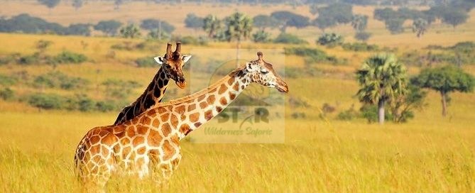 Katavi National Park