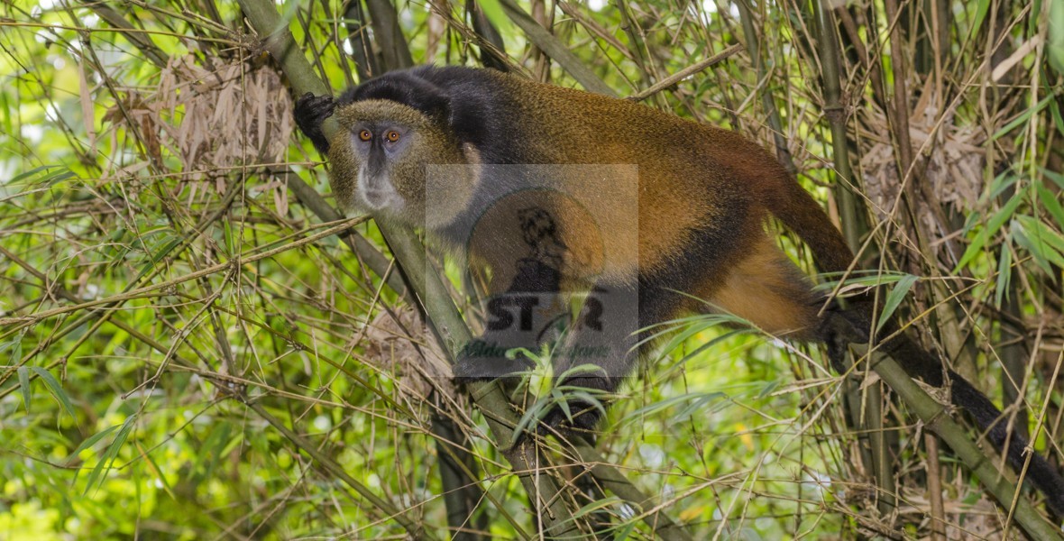 When to Go for Golden Monkey Habituation in Mgahinga Gorilla National Park?