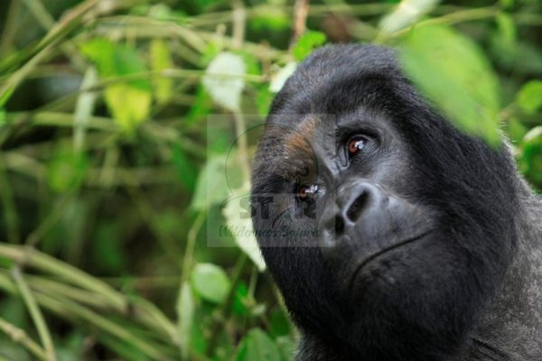 Bwindi Impenetrable National Park