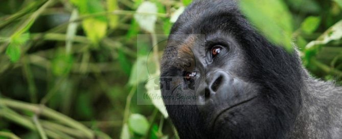 Bwindi Impenetrable National Park